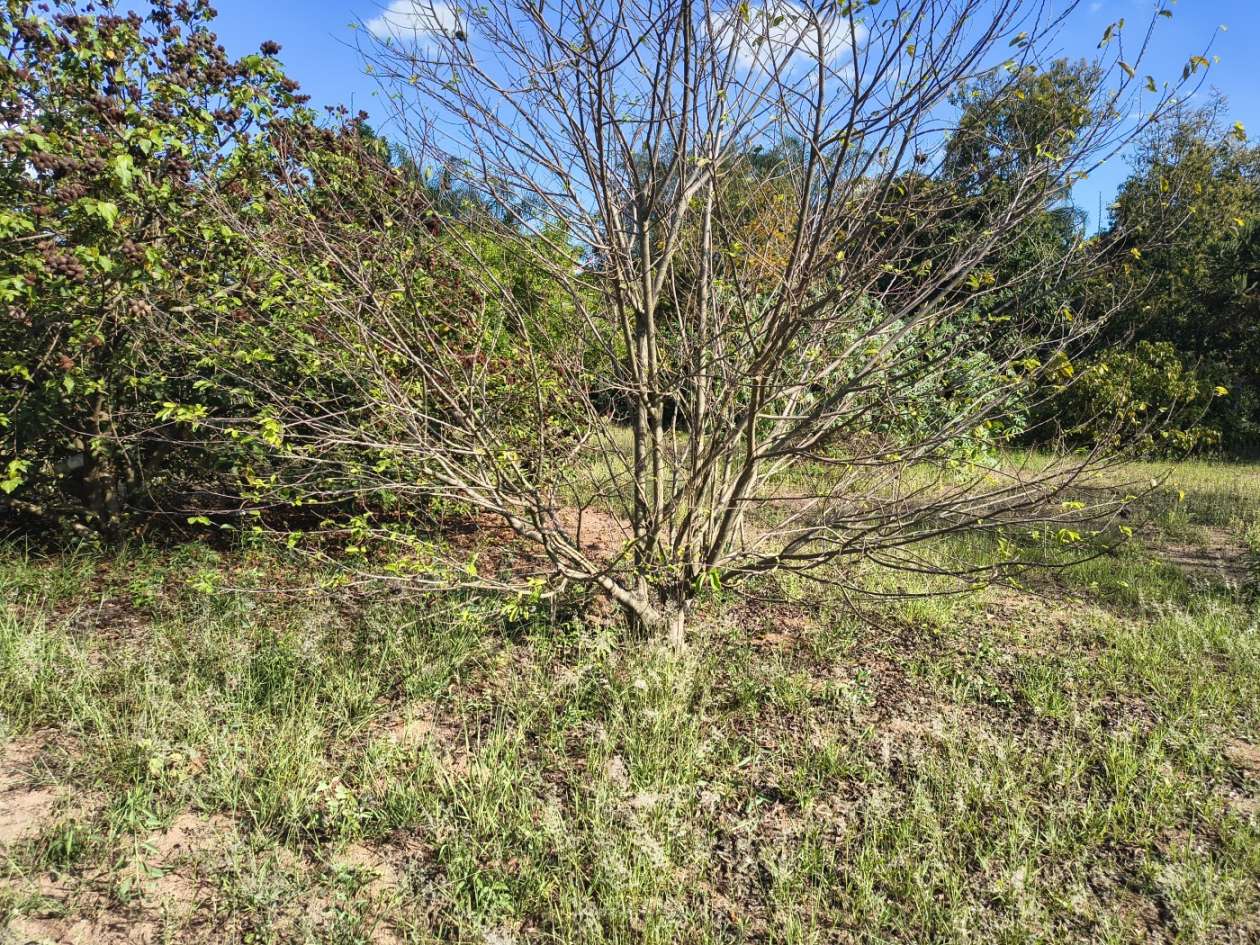 Fazenda, 5050 m² - Foto 30